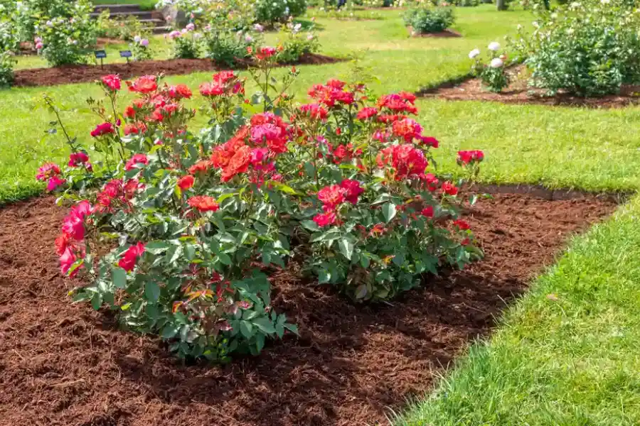 How Mulching Services Help Retain Moisture In Your Soil in Redwood City, CA