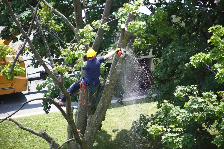 How Tree Removal Enhances Safety In Storm-prone Areas in Redwood City, CA