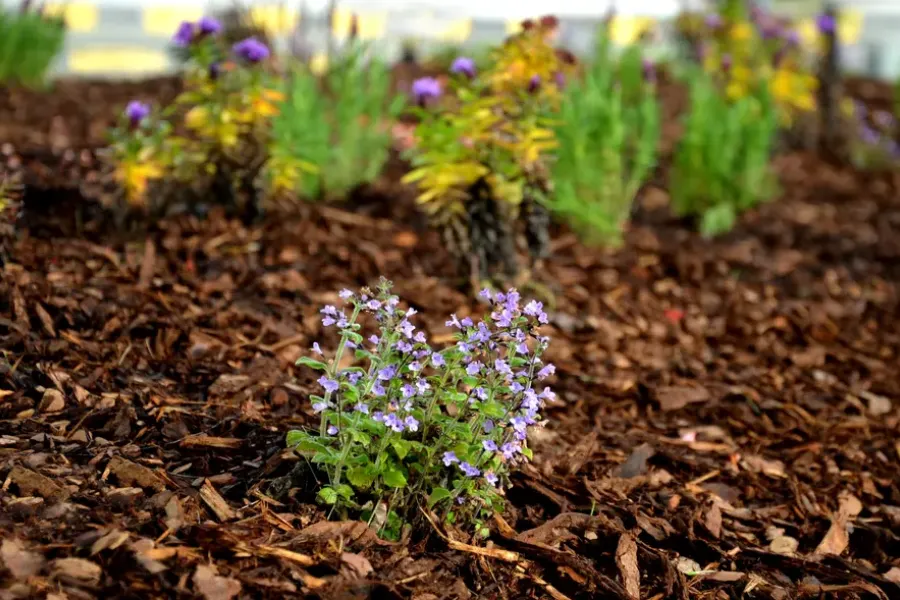 The Importance Of Mulch For Weed Control In Landscaping Redwood City, CA